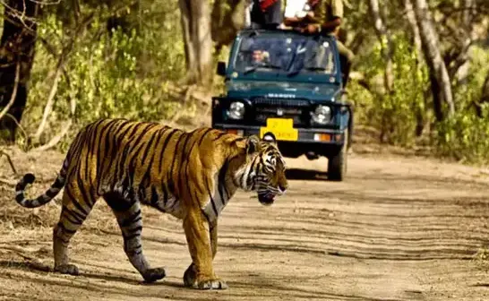 Raja Ji National Park In Rishikesh | RISHIKESH.app